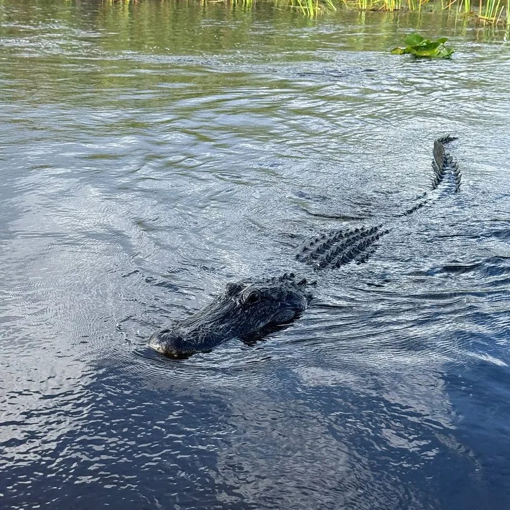 How to go to Everglades